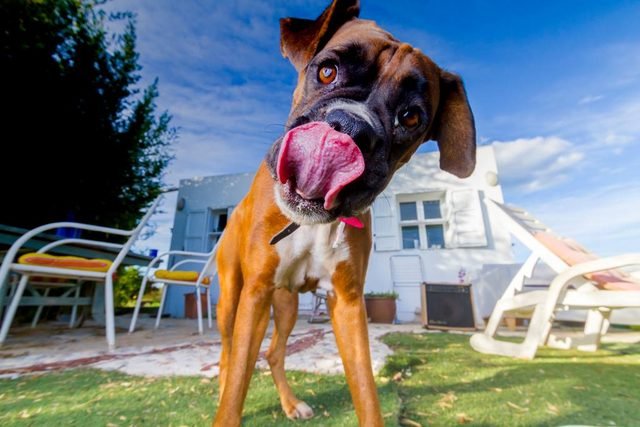 Boxer dog licking its nose