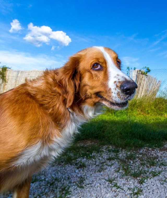 Orange and white dog in profile