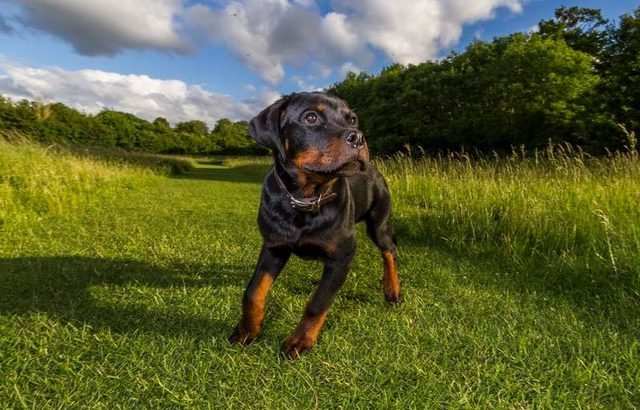 Rottweiler puppy in a meadow