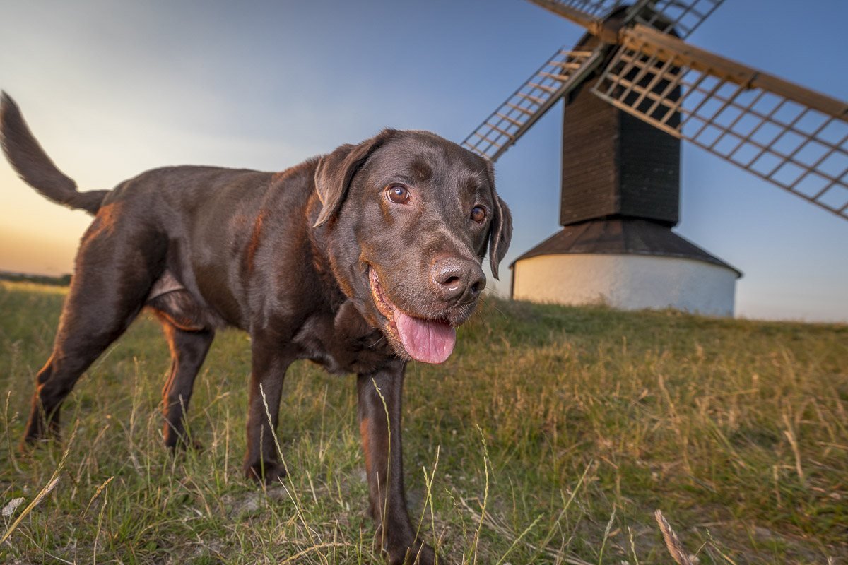 Chocolate Labrador standing in front of a windmill at sunset