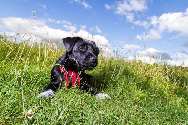 Black puppy lying in the grass