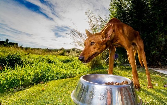 Fawn dog at a steel water bowl