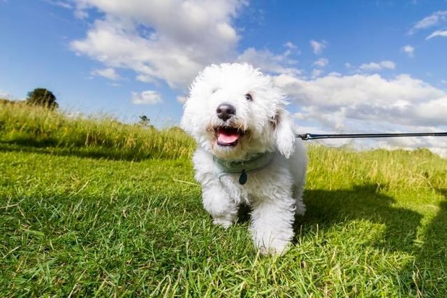 White fluffy dog on a lead
