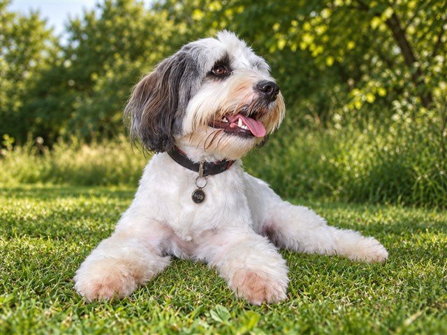 Fluffy white and grey dog relaxing on sunlit grass